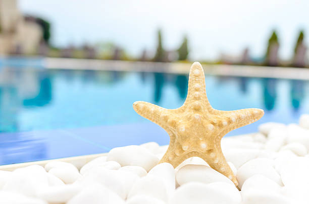 istock Starfish on the white stones. 534306642