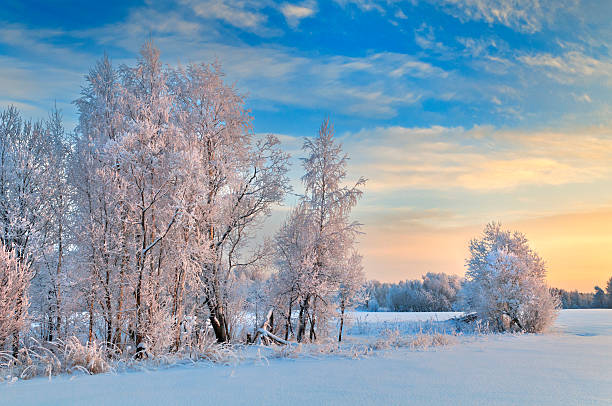 istock Winter forest on rising in a hard frost. 534306859