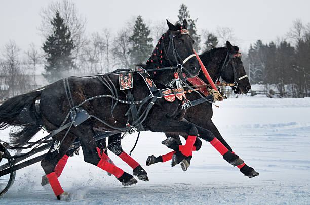 istock Triple of black trotters. 534306921