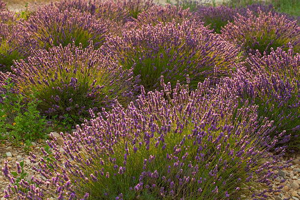istock Lavender field, Provence, France 534306932
