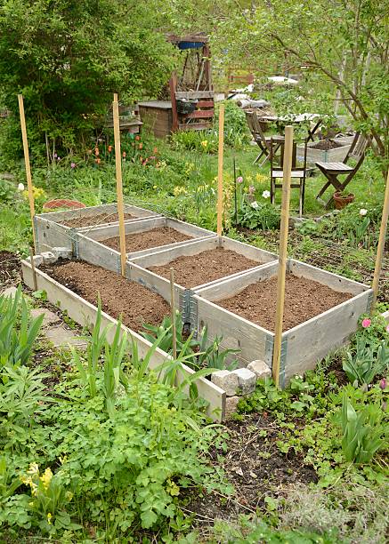 istock Organic Gardening on the Allotment 534307558