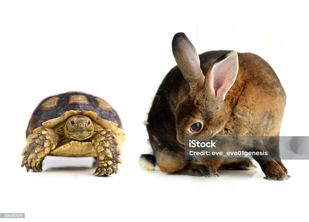 Lapin et la tortue sur fond blanc - Photo de Tortue aquatique libre de droits