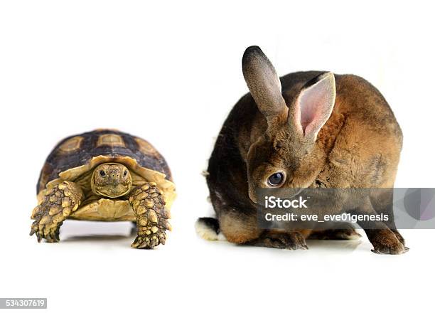 Rabbit And Turtle On A White Background Stock Photo - Download Image Now - Turtle, Hare, Easter