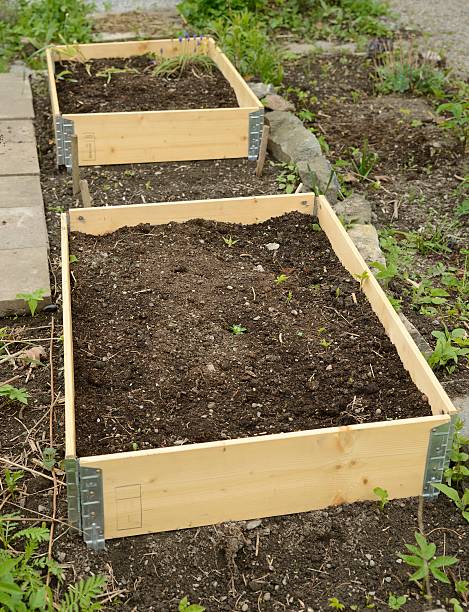 istock Organic Gardening on the Allotment 534307642
