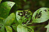 Soybean plant eaten by caterpillar.