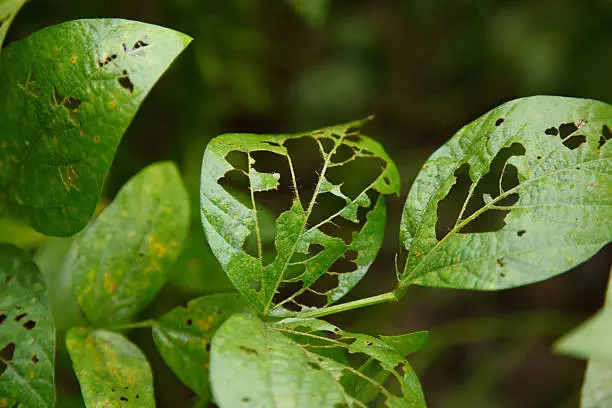 Photo of Soybean plant eaten by caterpillar.
