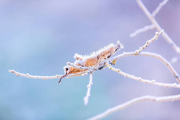 istock Ice crystals on a frosty leaf 534307815