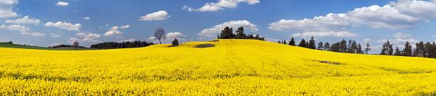 istock field of rapeseed plant for green energy - panoramic view 534307901
