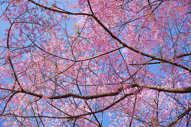 istock Spring Pink Cherry Blossom Flowers with Blue Sky Backgrounds 534308033