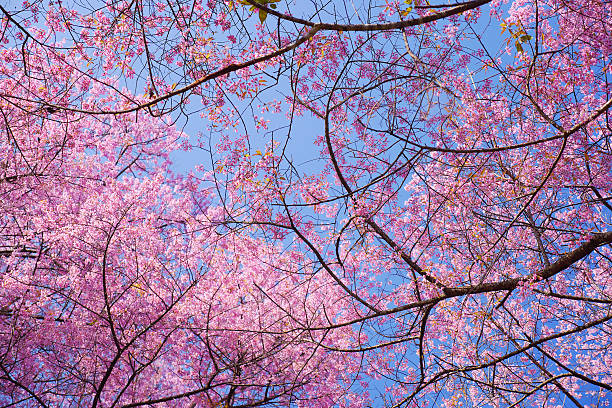 istock Spring Pink Cherry Blossom Flowers with Blue Sky Backgrounds 534308035
