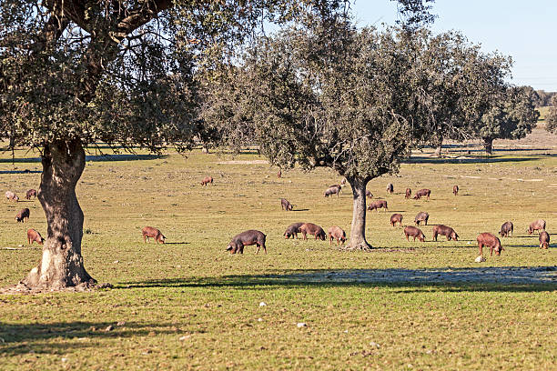 Iberian pigs Iberian pigs in a pastoral forest (dehesa) in the Extremadura (Spain). extremadura stock pictures, royalty-free photos & images