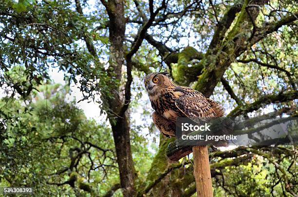 Owl Stock Photo - Download Image Now - 2015, Animal, Animal Tricks