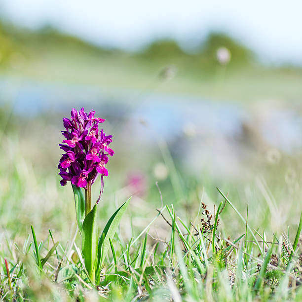 suave fundo de natureza orchit - rare flower orchid beautiful - fotografias e filmes do acervo