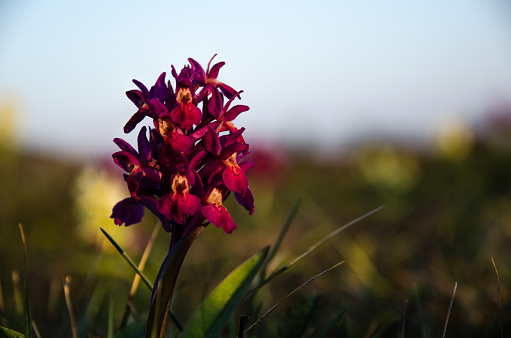 Portrait of an Eldered flowered orchid in soft evening light. from the island Oland in Sweden.
