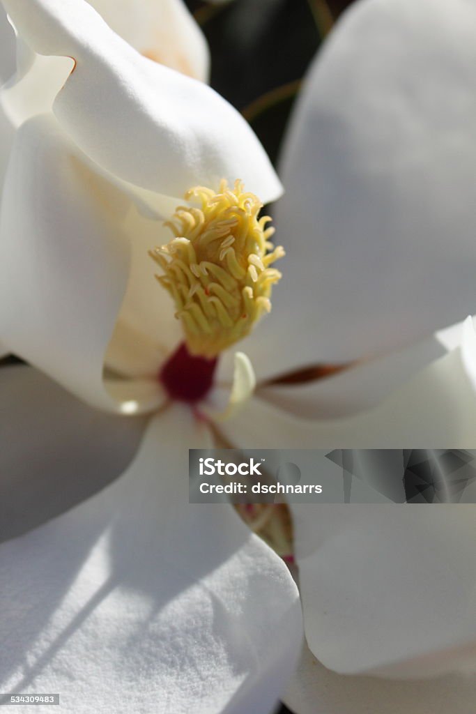 Magnolia Macro Close up of a blossomed magnolia flower 2015 Stock Photo