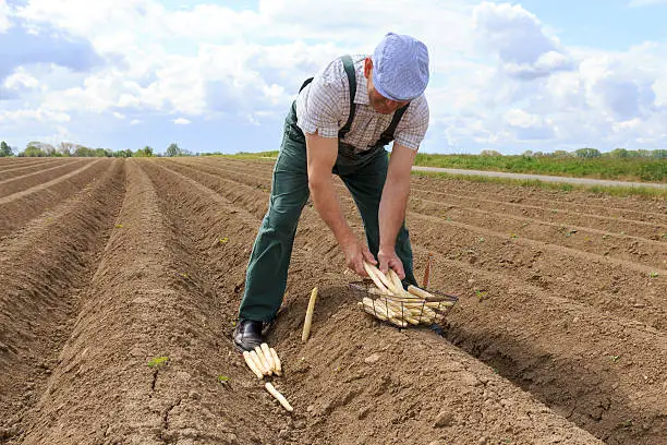 Harvest helpers at Spargelernte