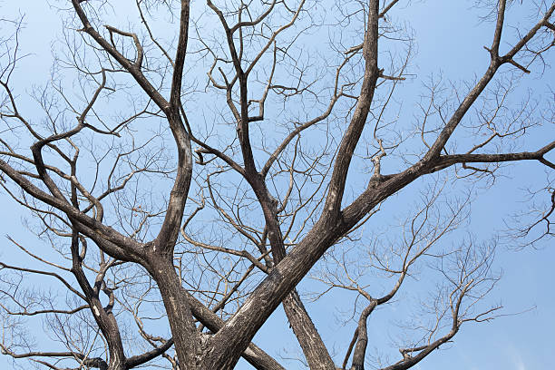 Bare Tree Large File 154,000+ Bare Tree Photos Stock Photos, Pictures & Royalty-Free Images ...
