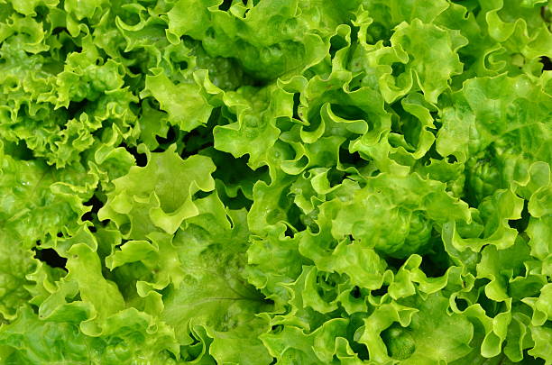lollo bionda - lollo bionda lettuce photos et images de collection