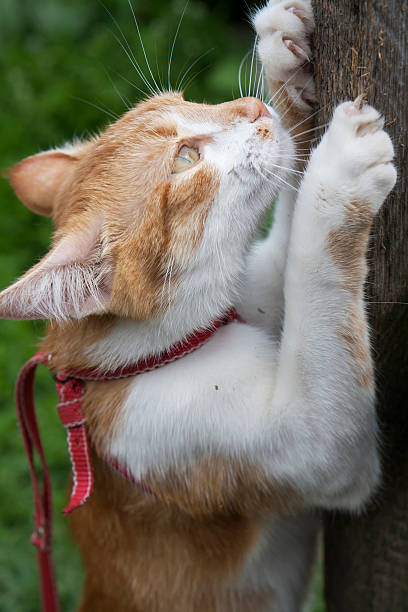 istock Cute white-red cat in red collar 534310284