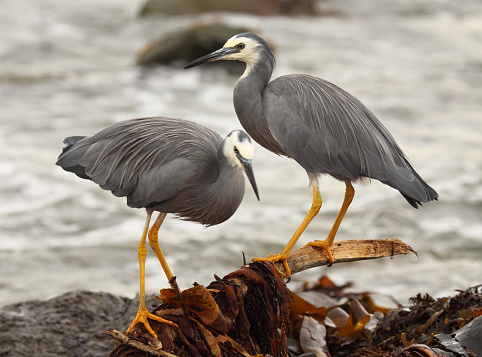 A pair of White-faced Heron perched along the shore of the Pacific Ocean in Kaikoura, New Zealand.