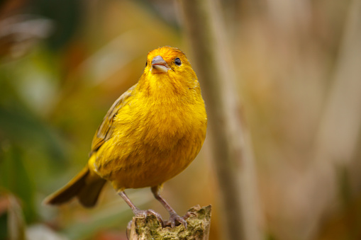 Pájaro, amarillo canario en primer plano photo