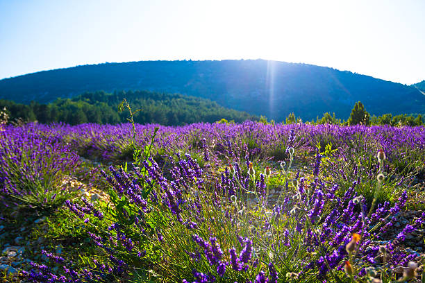 istock Lavender fields near the French Provence 534310791