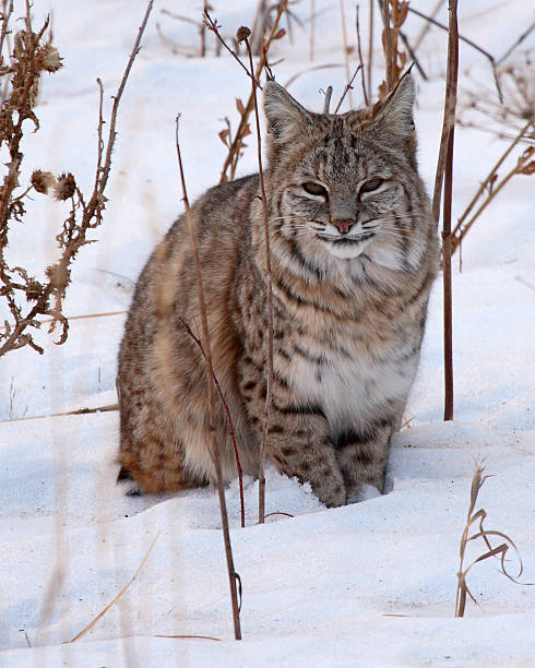 Bobcat descansar na Neve - fotografia de stock