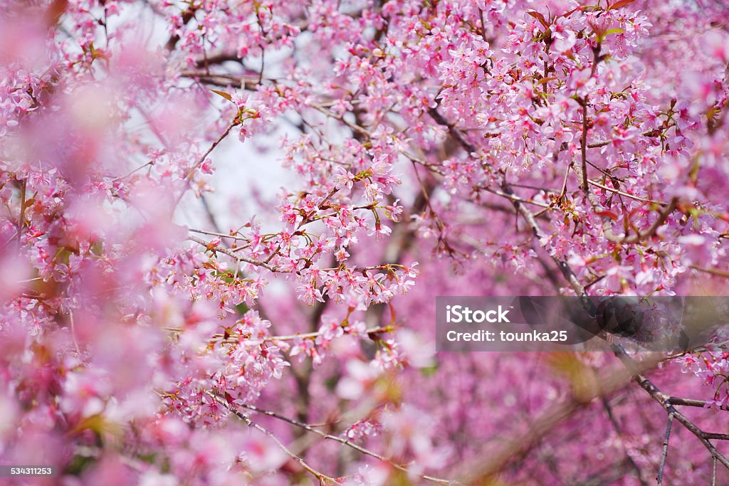 Pink Cherry Blossom Flowers in Spring Season Pink Cherry Blossom Flowers in Spring Season - Nature Backgrounds 2015 Stock Photo