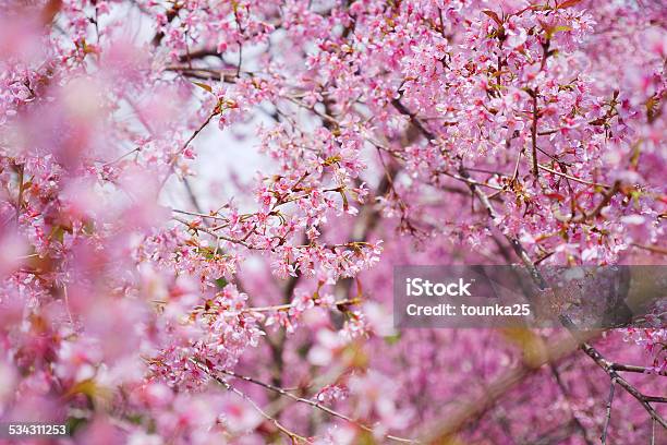 Pink Cherry Blossom Flowers In Spring Season Stock Photo - Download Image Now - 2015, April, Beauty