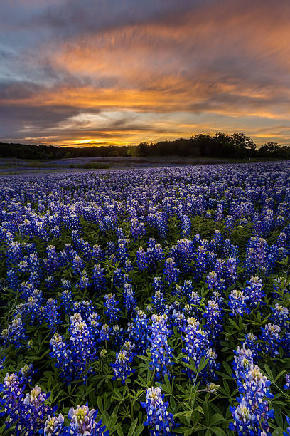 istock Beautiful Texas bluebonnet field in at Muleshoe Bend Recreation 534311338