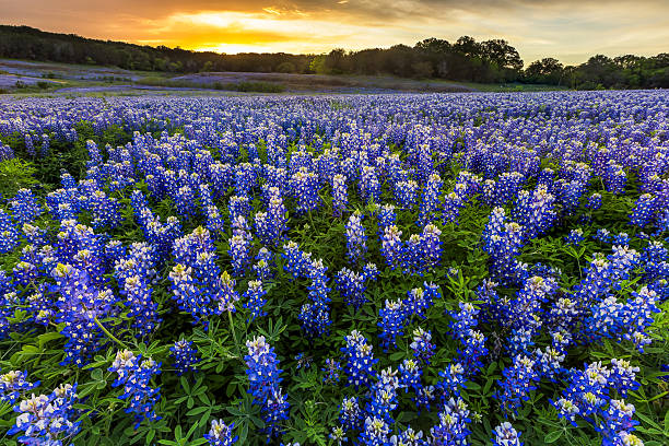 istock Beautiful Bluebonnets field at sunset near Austin, Texas in spring 534311376