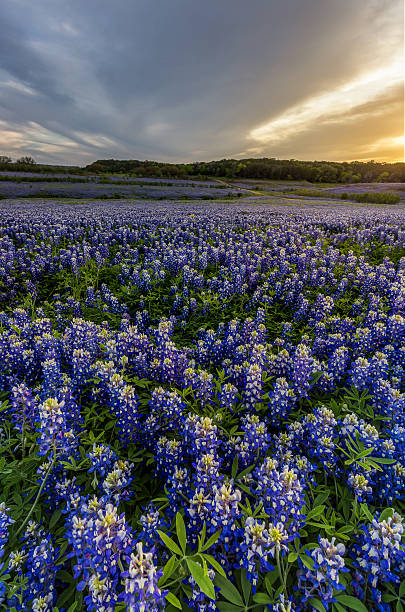 istock Beautiful Bluebonnets field at sunset near Austin, Texas in spring 534311400