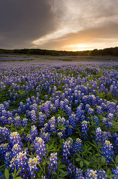 istock Beautiful Bluebonnets field at sunset near Austin, Texas in spring 534311462