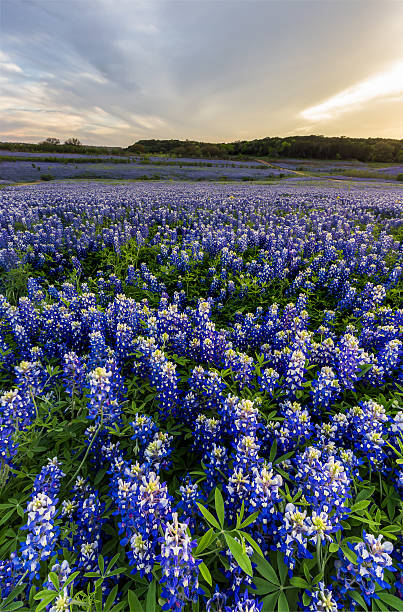 istock Beautiful Bluebonnets field at sunset near Austin, Texas. 534311534