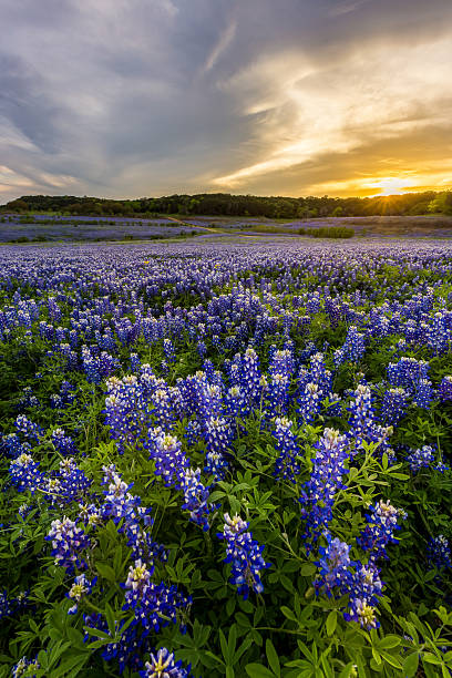 istock Beautiful Bluebonnets field at sunset near Austin, Texas. 534311568