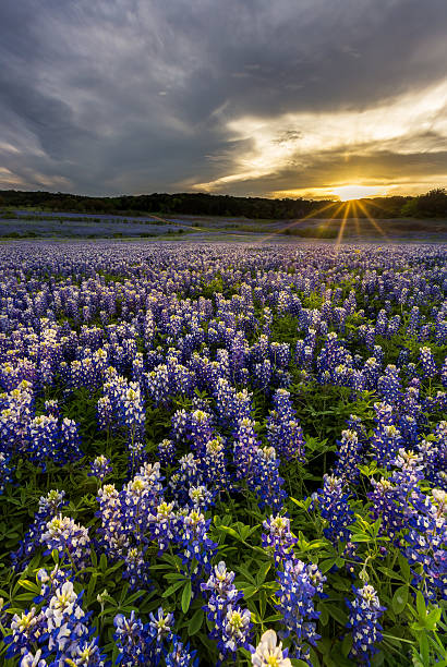 istock Beautiful Bluebonnets field at sunset near Austin, Texas. 534311600