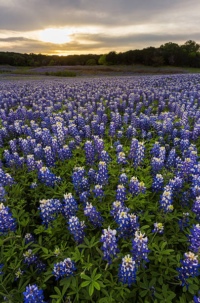 istock Beautiful Bluebonnets field at sunset near Austin, Texas. 534311636