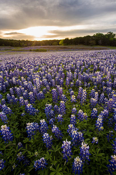 istock Beautiful Bluebonnets field at sunset near Austin, Texas. 534311682