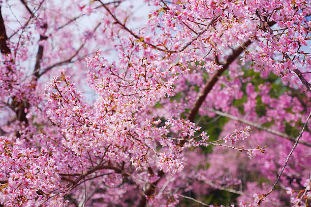 istock Pink Cherry Blossom Flowers in Spring Season 534311903