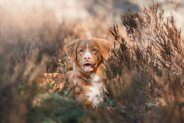 istock Nova Scotia Duck Tolling Retriever 534312682