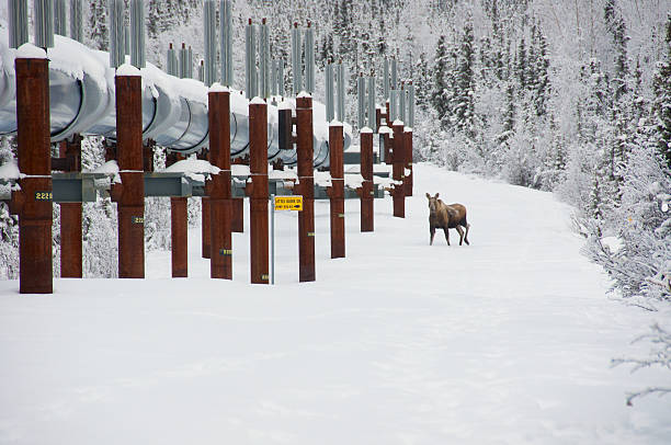 trans-alaska pipeline in inverno con alce - north slope foto e immagini stock