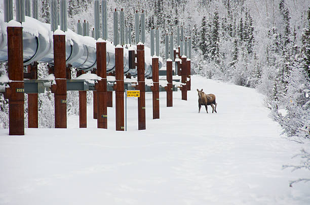 Trans Alaska Pipeline in Winter with Moose stock photo
