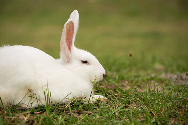 istock Cute white hair bunny. 534312701
