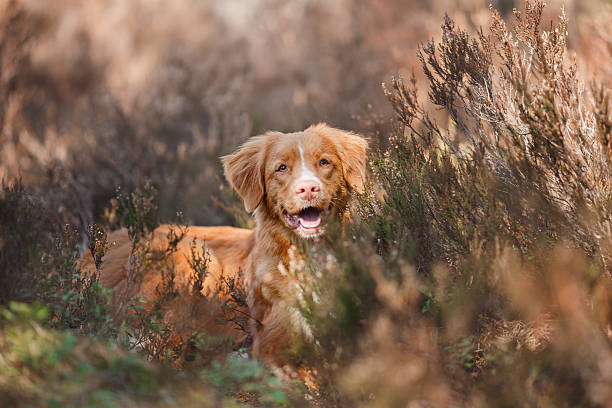 istock Nova Scotia Duck Tolling Retriever 534312732