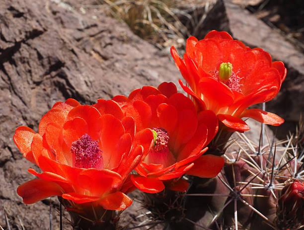 trophée claret tasse cactus fleurs - claret cup photos et images de collection