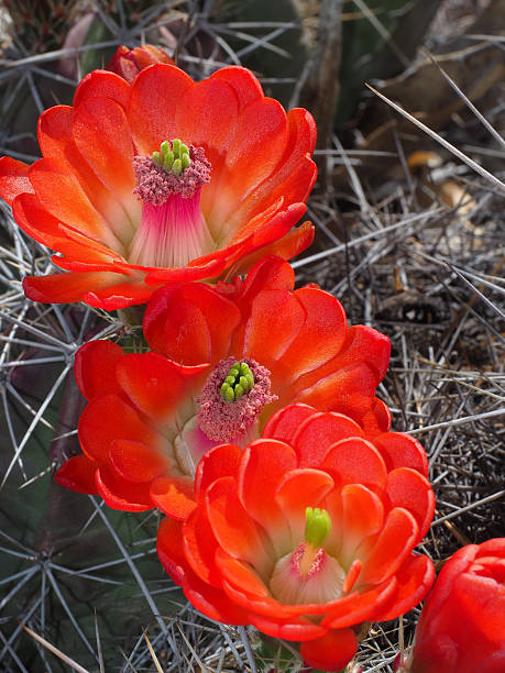 trofeo claret-cup fiori di cactus - flower head cactus claret cup cactus dry foto e immagini stock