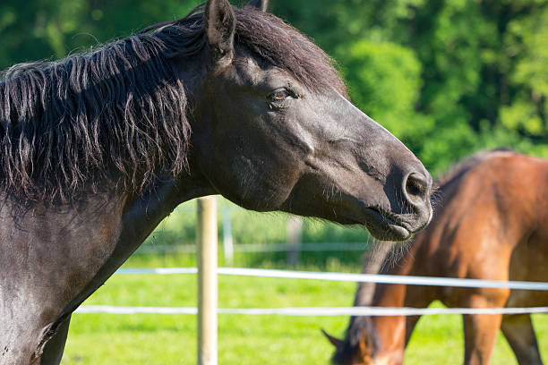 South German cold blood Shot of a german cold-blooded horse. buggy eyes stock pictures, royalty-free photos & images