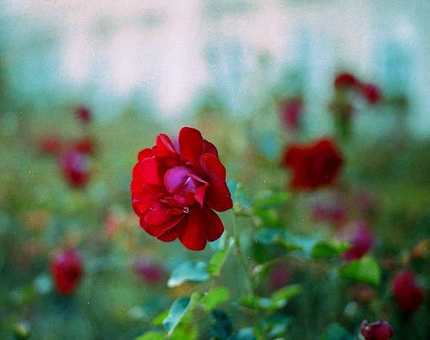 Red rose blooming shot in Salzburg Austrian Gardern on 35mm film with Rangefinder Camera