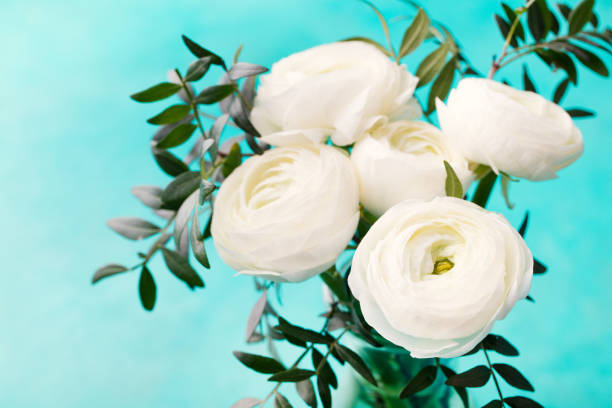 White ranunculus flowers in a glass vase Blue background Copy space