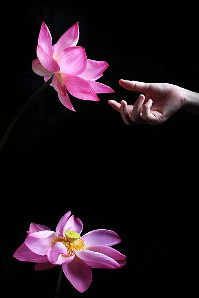 istock hand touching lotus flower isolated on white background. 534313593